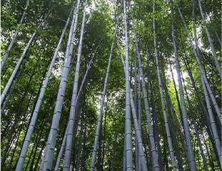 ca888亚洲城(中国)官方网站