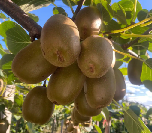 ca888亚洲城(中国)官方网站